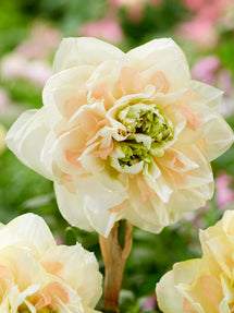 Narcyz Pom Pom Rose