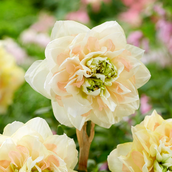Narcyz Pom Pom Rose