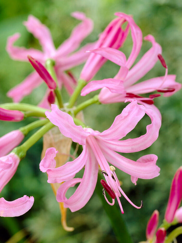 Kup Nerine Bowdenii