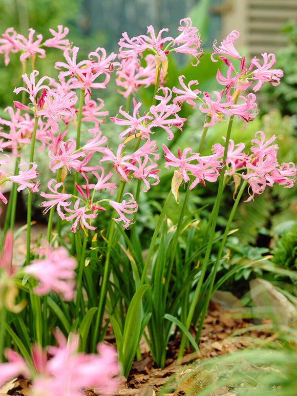 Nerine Bowdenii