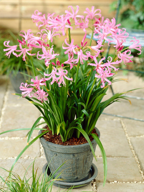 Kup Nerine Bowdenii
