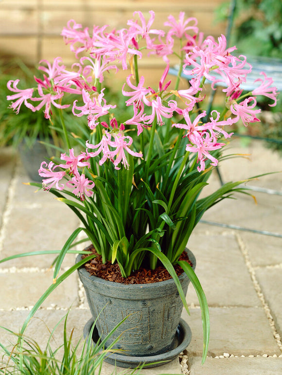 Kup Nerine Bowdenii