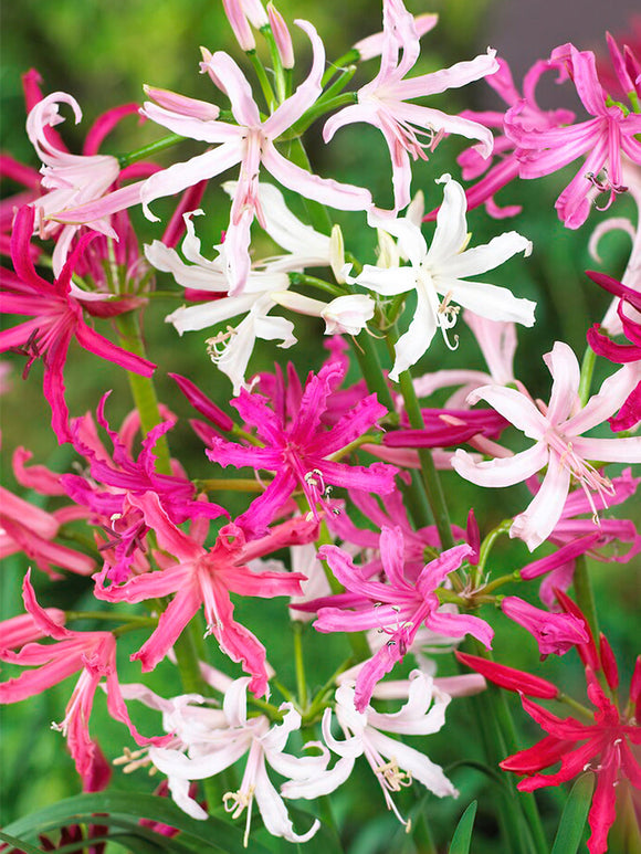 Nerine Bowdenii Breeders Blend, Nerine