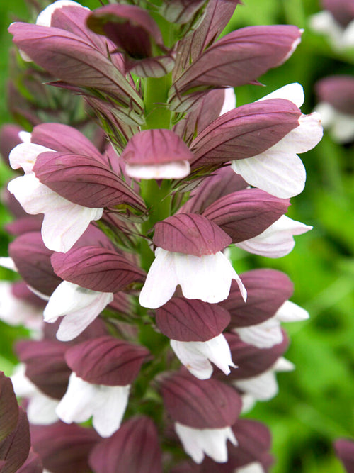 Oset węgierski 'White Lips' (Acanthus hungaricus)