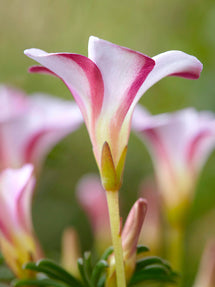 Szczawik Autumn Pink