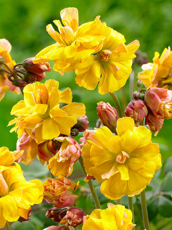 Szczawik Autumn Pink