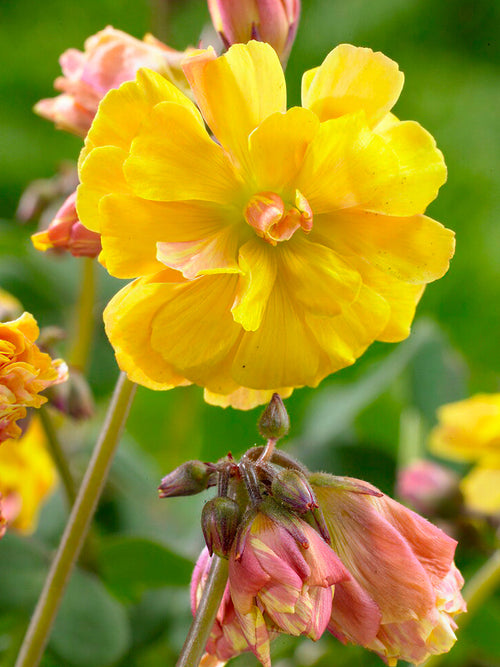 Szczawik Autumn Pink