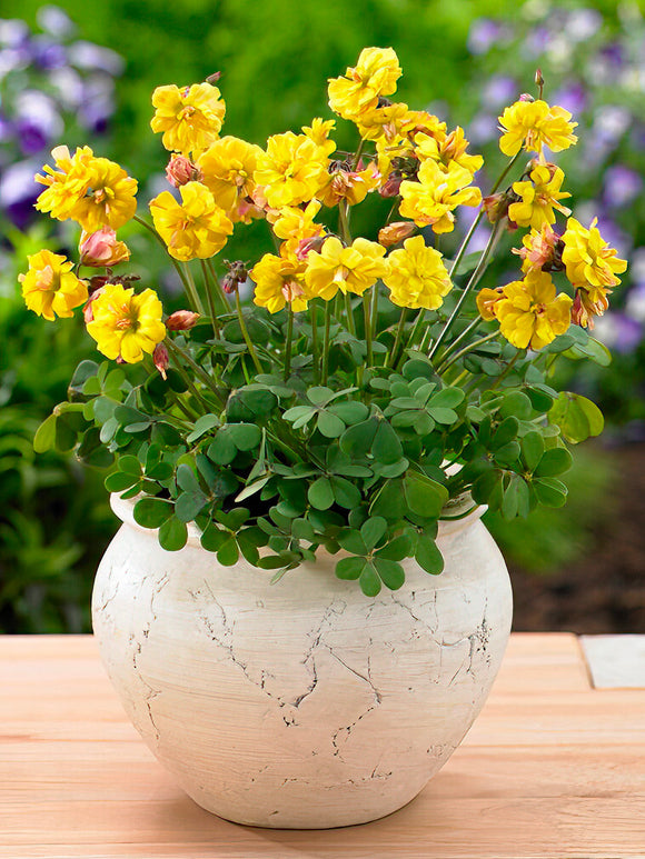 Kup Szczawik Autumn Pink