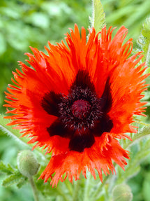 Papaver Curlilocks (Mak wschodni)