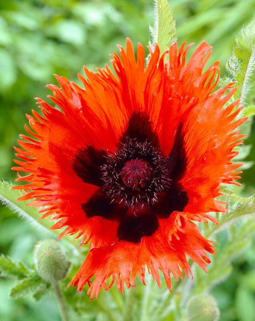 Papaver Curlilocks (Mak wschodni)