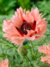 Papaver Forncett Summer (Mak wschodni)