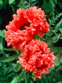 Papaver Garden Glory (Mak wschodni)