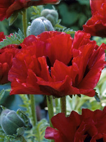 Papaver King Kong (Mak wschodni)