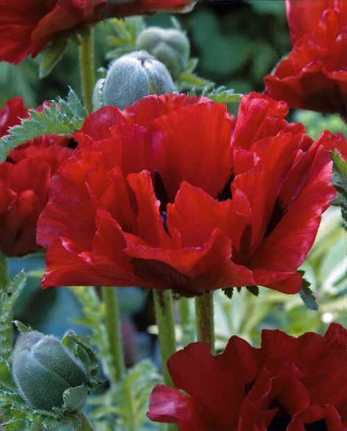 Papaver King Kong (Mak wschodni)