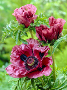 Papaver Patty's Plum (Mak wschodni)