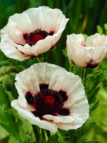 Papaver Perry's White (Mak wschodni)
