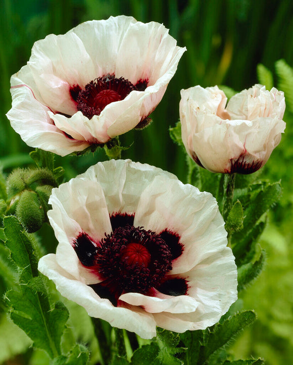 Papaver Perry's White (Mak wschodni)