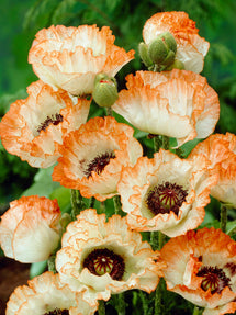 Papaver Picotee (Mak wschodni)