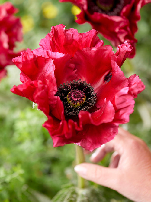 Papaver Red Rumble (Mak wschodni)