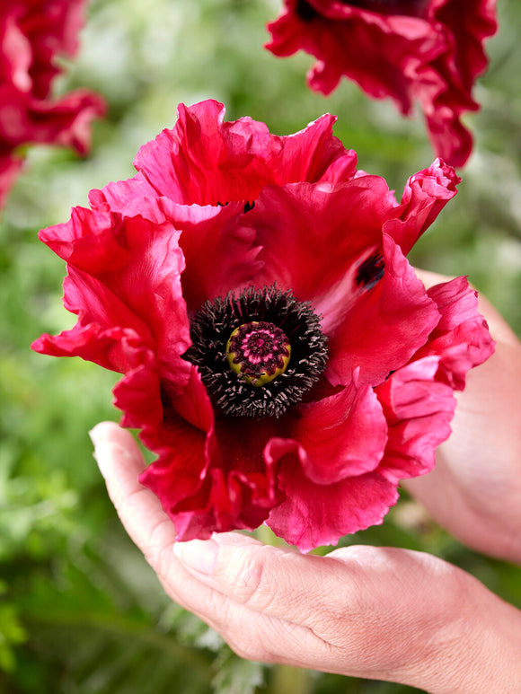 Papaver Red Rumble (Mak wschodni)