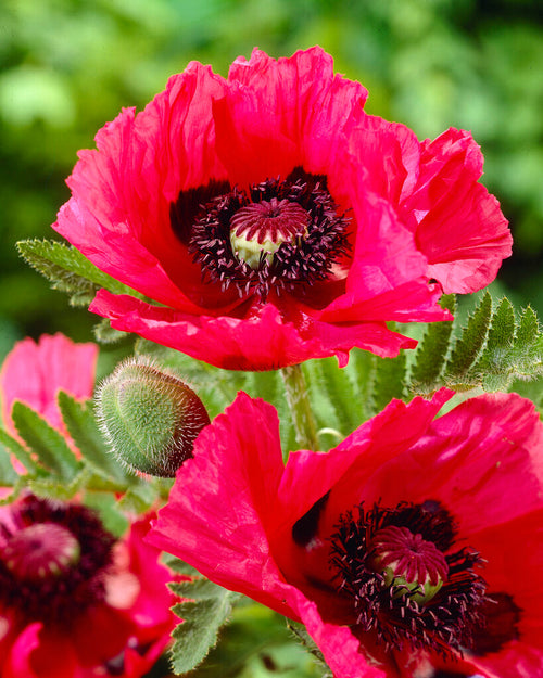Papaver Watermelon (Mak wschodni)