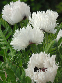 Papaver White Ruffles (Mak wschodni)