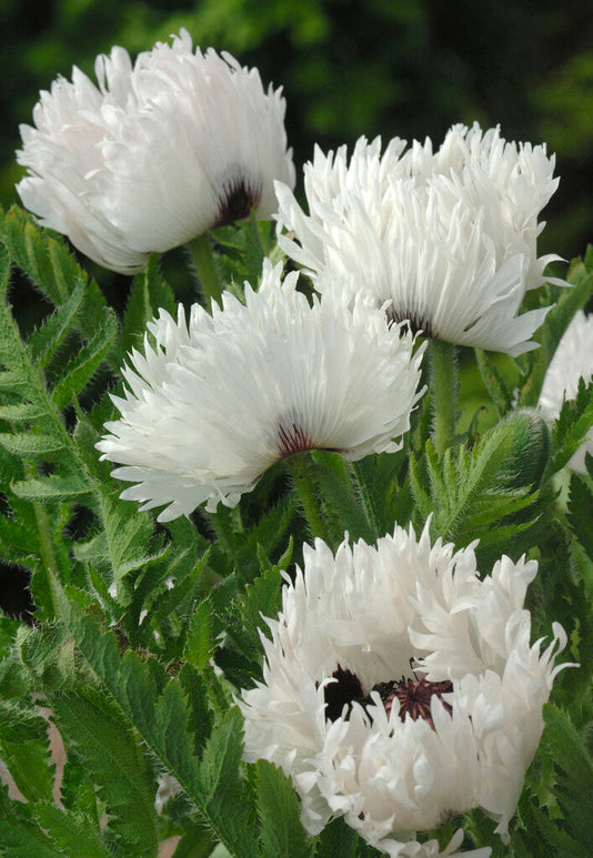Papaver White Ruffles (Mak wschodni)