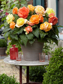 Begonia Pastel Compacta Mieszanka