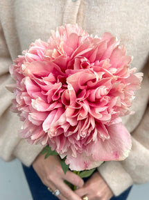 Piwonia Command Performance