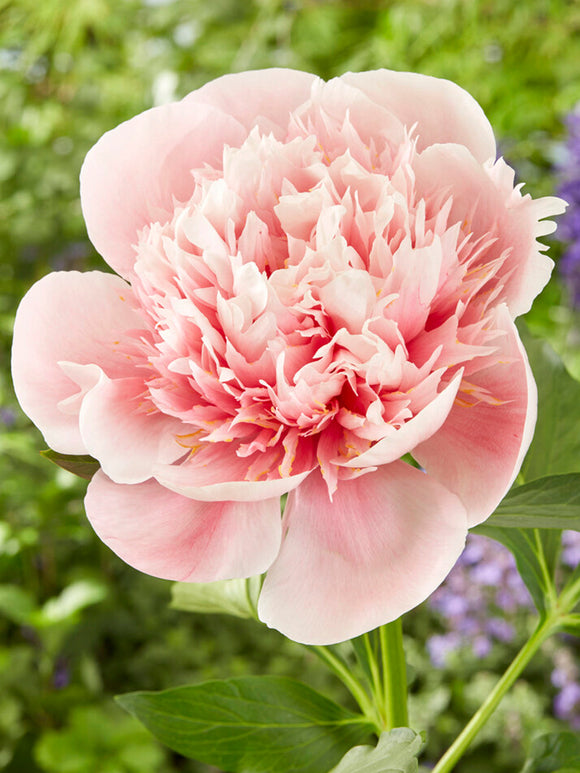 Piwonia Etched Salmon