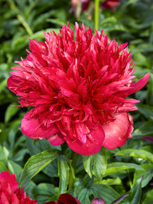 Piwonia Many Happy Returns