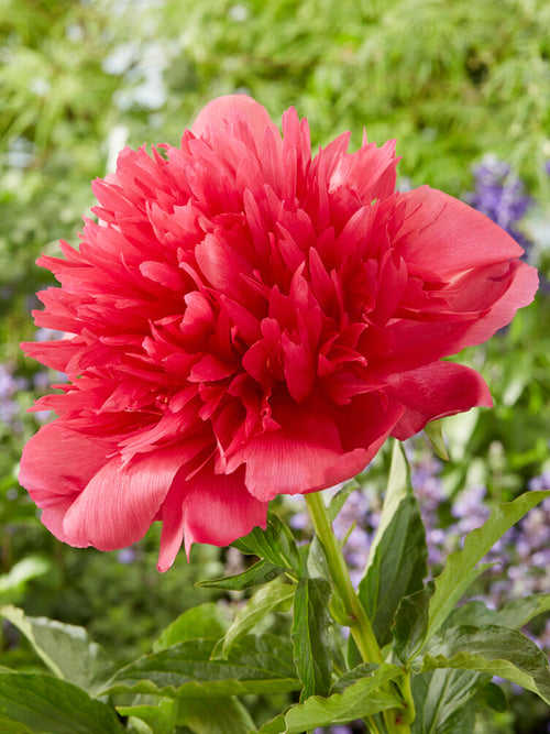 Kup Piwonia goły korzeń Many Happy Returns