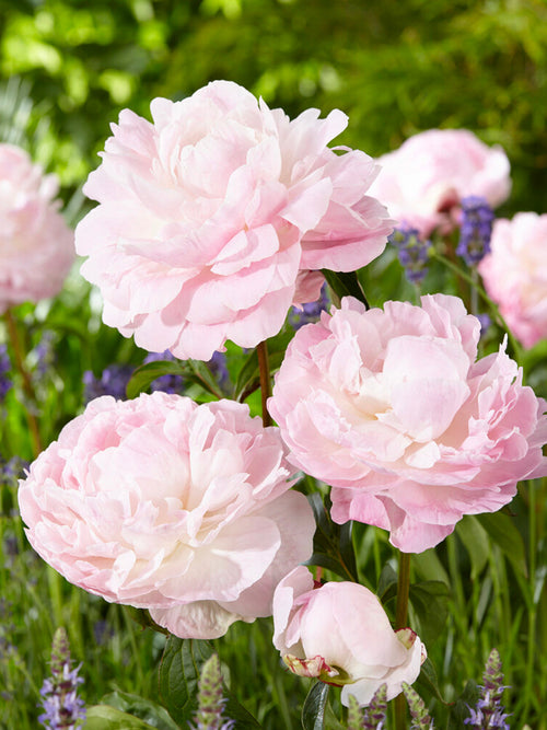 Kup Piwonia Nancy Nora