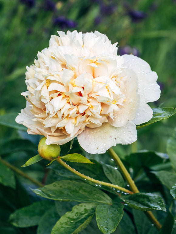 Zielony pąk piwonii otwierający się