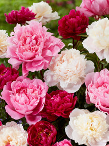 Kolekcja Piwonia Rosette