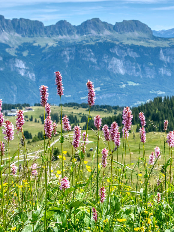 Rdest pokrewny Kabouter (Persicaria)