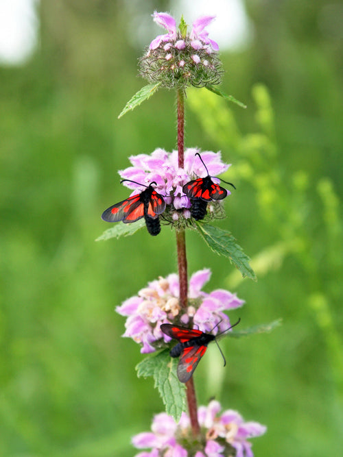 Phlomis Flamingo bronze