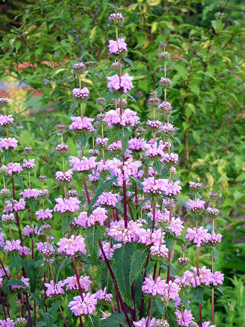 Kup Phlomis tuberosa Bronze Flamingo