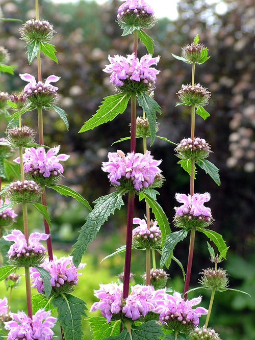 Phlomis tuberosa Bronze Flamingo
