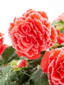 Begonia Picotee Lace Czerwony