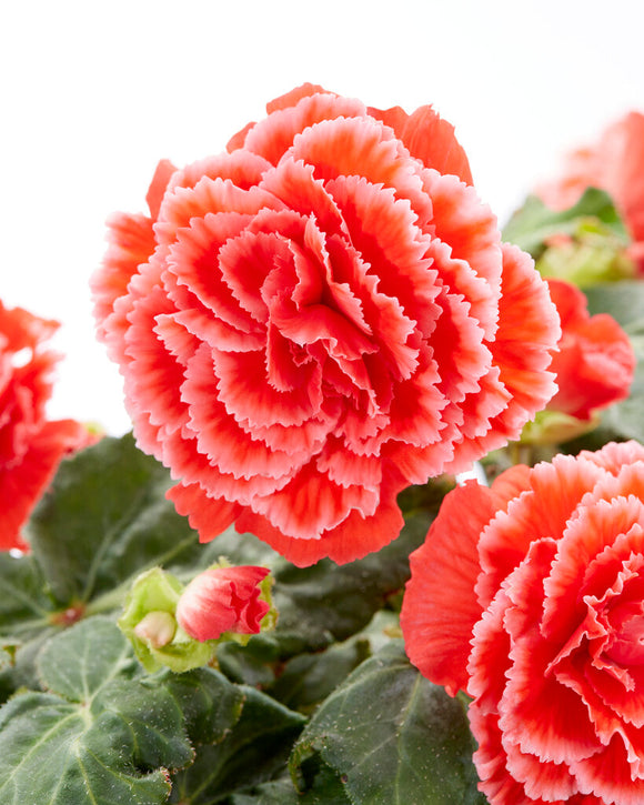 Begonia Picotee Lace Czerwony