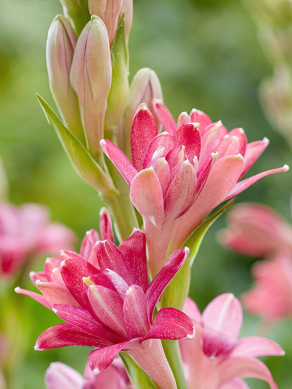 Tuberose NCYU CHERRY (Polianthes)