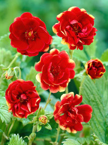 Potentilla Arc en Ciel (Pięciornik)