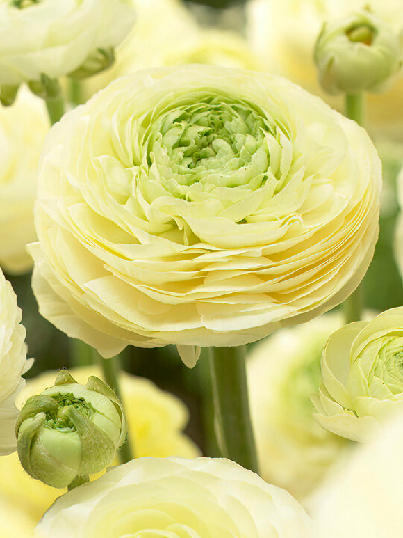 Ranunculus Amandine Cream