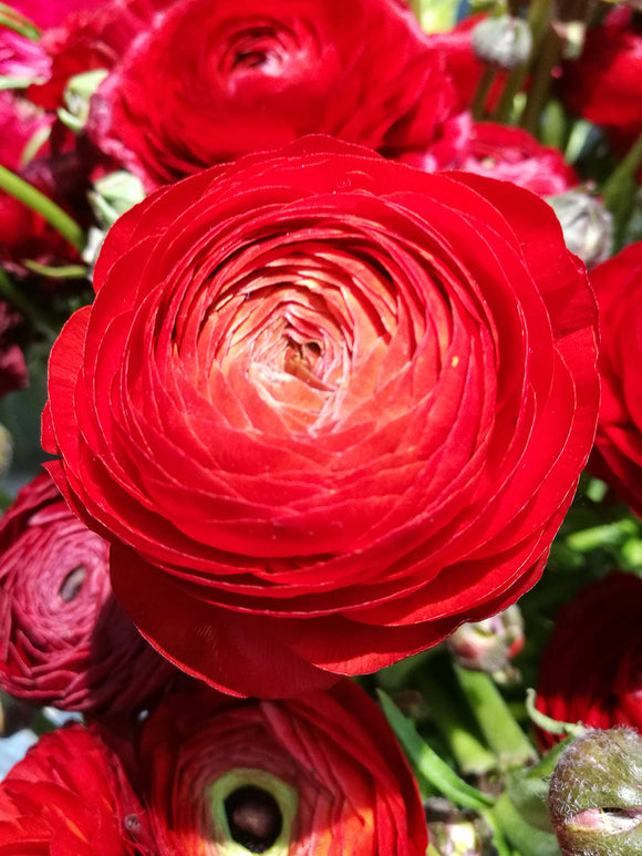 Ranunculus Amandine Scarlet