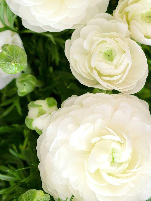 Buy Ranunculus Amandine White corms