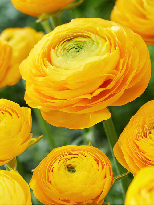 Ranunculus Amandine Yellow