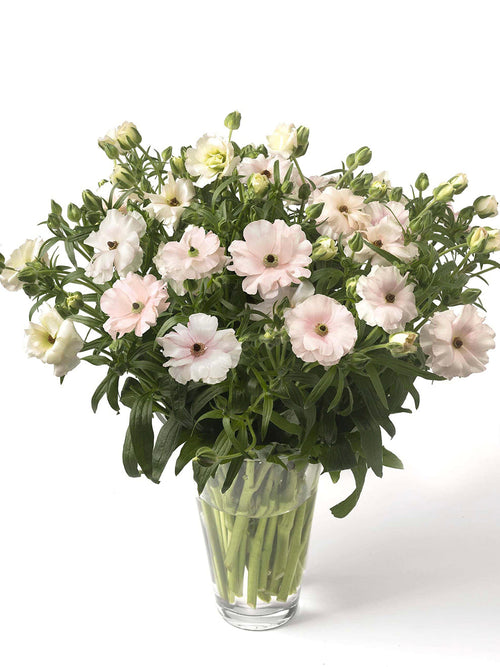 Jaskier Butterfly Ariadne