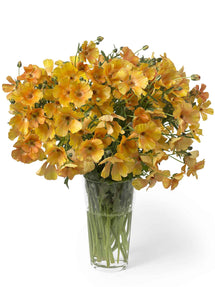 Jaskier Butterfly Charis