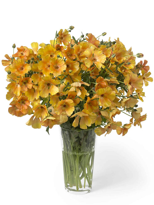 Jaskier Butterfly Charis